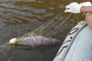 В Астраханской области пресечены несколько фактов незаконной добычи рыбы
