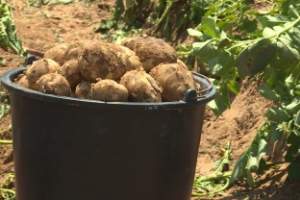 Астраханские фермеры приступили к сбору раннего картофеля