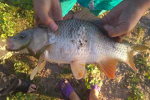 В Астраханской области поймали чудо-рыбу