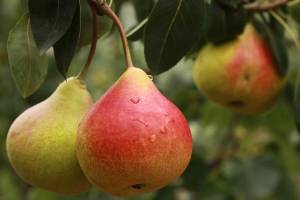 Зимние яблоки и груши: когда их лучше срывать с деревьев