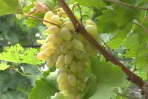 У астраханских виноградарей активная пора сбора урожая