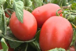 Земледельцы астраханского агрохолдинга собирают урожай томатов