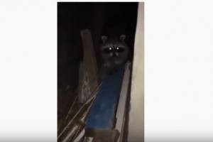 «Ничего себе!». В Астрахани на видео сняли ночного хищника, который повадился в дом местных жителей