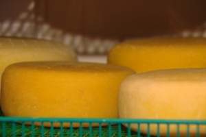 Астраханка готовит на дому 30 видов домашнего сыра