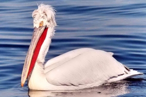 В Астраханской области &quot;гриппуют&quot; кудрявые пеликаны