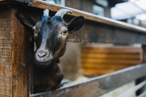 В регионе повышается численность крупного рогатого скота, овец и коз