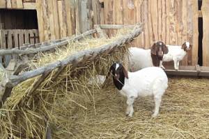 Больше 100 кг: в Астраханской области появились огромные козы