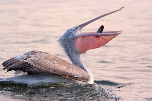 Случаи заражения гриппом у диких пеликанов имели в Астраханской области единичный характер