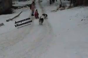 Видео с собаками, бросившимися за санками с детьми в Астрахани, вызвало ожесточенные споры в соцсети