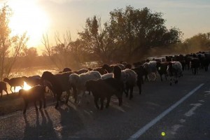 Без комментариев: фермеры перегоняют скот прямо по дороге