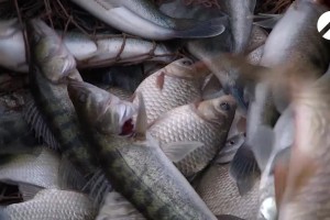 Астраханский бизнесмен хранил 500 кг рыбы сомнительного качества на продажу