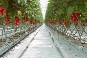 Астраханские томаты застраховали на 700 миллионов рублей