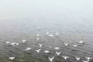 В Астрахани мигрирует розовый пеликан