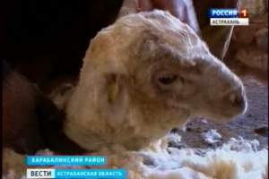 В регионе приступили к стрижке овец. Больше 3-х тысяч тонн уникального волокна разойдется по всей России