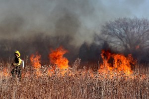 С 10 марта в Астраханской области объявлен пожароопасный сезон в лесах