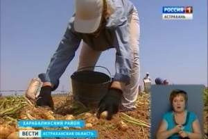 Овощеводы Астраханской области начали массовый сбор раннего картофеля