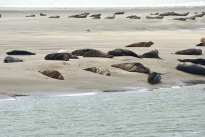 Астраханские ученые отправились на место  гибели тюленей на побережье Каспийского моря