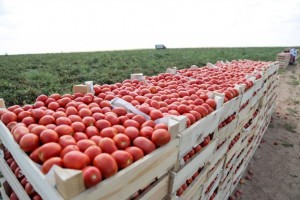 Астраханская область стала российским лидером по производству овощей