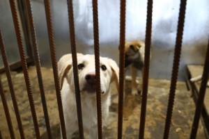 В Астрахани открыли новый приют для бродячих собак
