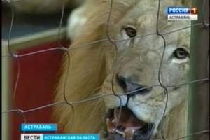 Живые легенды - белые львы на арене Астраханского цирка