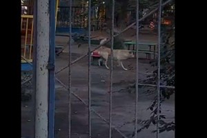 В Астрахани собаки захватили территорию детского сада
