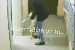 На улице Нововосточной астраханец выбросил собаку с шестого этажа