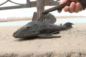 Астраханец поймал экзотическую рыбу на Комсомольской набережной