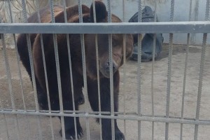 Медведь в астраханском зоопарке вышел из спячки