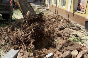 На улице Кирова в Астрахани ликвидируют аварийные деревья