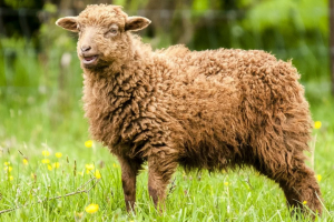 За кражу 214 овец астраханцы на несколько лет отправятся в колонию