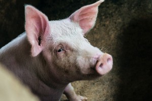 В Астраханской области было выявлено 6&#160;случаев заболевания африканской чумой свиней за 8&#160;месяцев