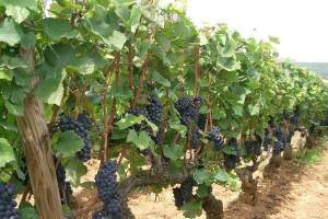 Более трёхсот сортов винограда испытано селекционерами на астраханской земле