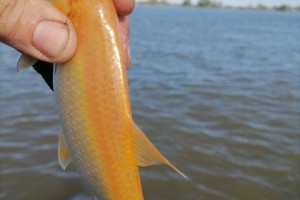 В Астраханской области поймали золотую рыбку
