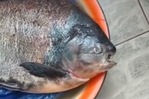 Астраханец поймал рыбу с&#160;человеческими зубами