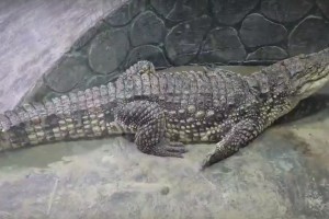 Крокодил Гена из сгоревшего кинотеатра «Октябрь» снова живет в Астрахани