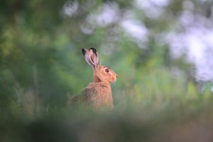 В Астраханской области завершается сезон охоты на&#160;зайца