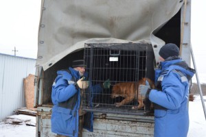 Стало известно, сколько собак отловят в Астрахани в 2024 году