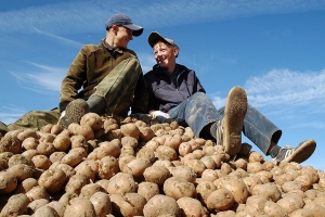 В Астраханской области соберут антикризисный урожай картошки