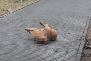 Полиция проверяет гибель собаки в Астрахани