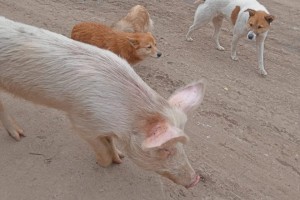 В Астрахани свинья стала вожаком собачьей стаи
