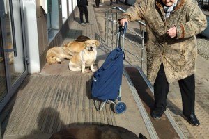 На выходных астраханцы собираются протестовать против бродячих собак