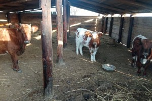 Астраханца могут лишить свободы на 6 лет за кражу двух коров