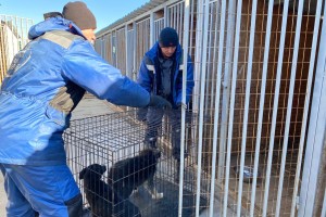 С начала года в&#160;Астрахани отловили более тысячи бездомных собак