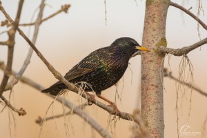 Певчие птицы в Астраханской области вводят слушателей в заблуждение