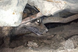 В Астраханской области сотрудник МЧС спас бездомную собаку