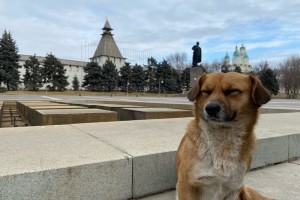 Астраханских собак будут усыплять, не дожидаясь карантина