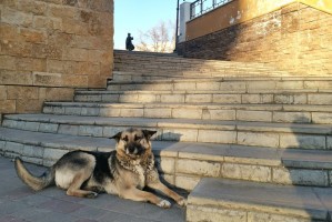 Астраханцев призывают подписать петицию о&#160;запрете убийства собак в&#160;Астраханской области