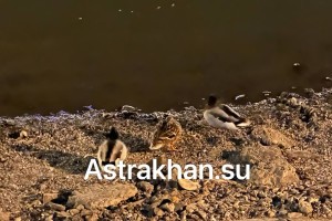 Астраханцы заметили уток в канале имени Варвация