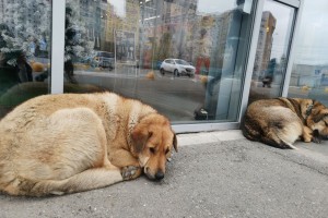 В Астрахани несовершеннолетнему угрожали убийством, когда он кормил бродячих собак