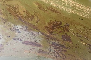 Росприроднадзор заинтересовался загрязнением реки Бертюль в&#160;Икрянинском районе Астраханской области
